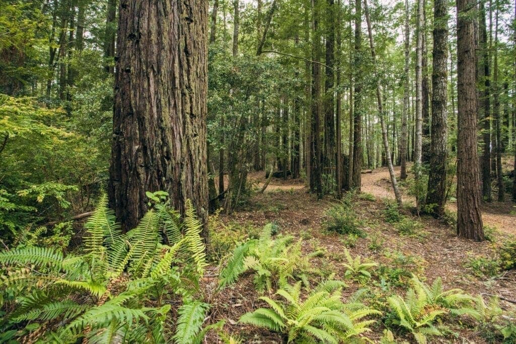 Views from Point Arena Forest Floor