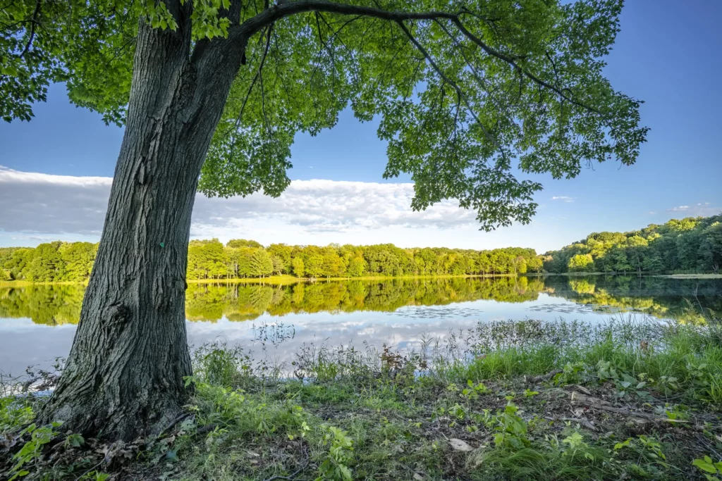 St. Croix Valley Memorial Forest Better Place Forests